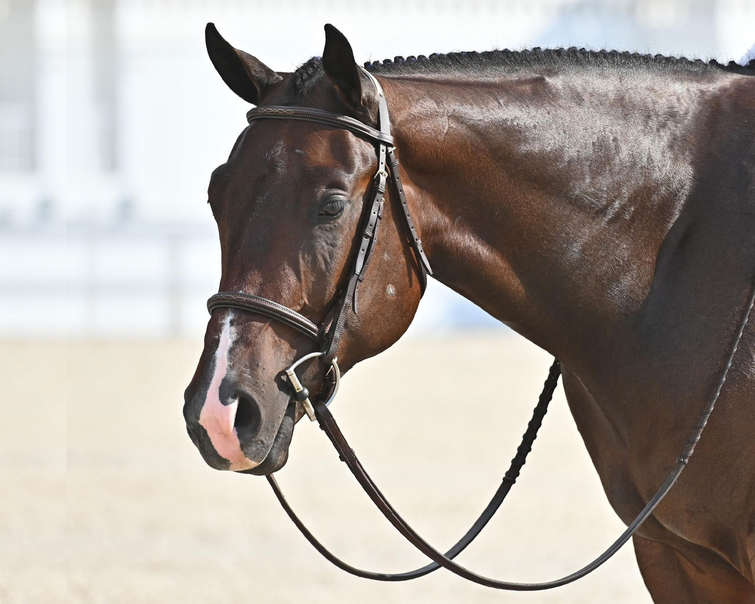 2023 Texas Festival Amateur Hunter Under Saddle