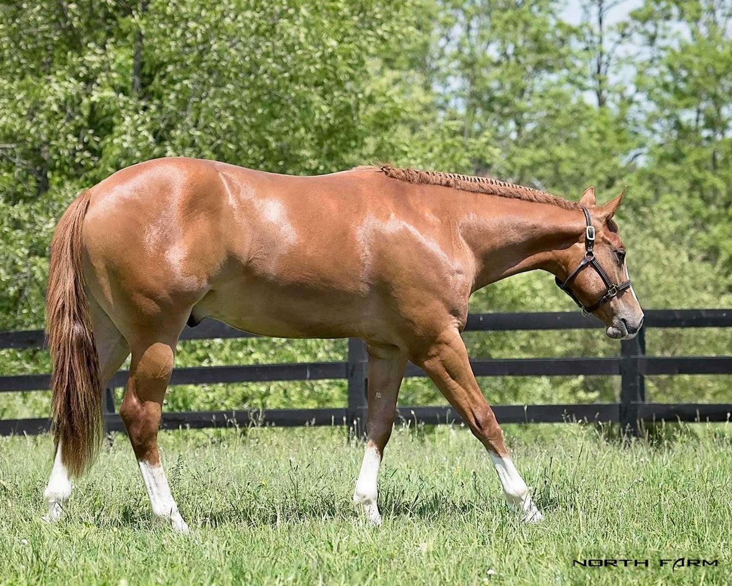 2023 Texas Festival Green Western Riding