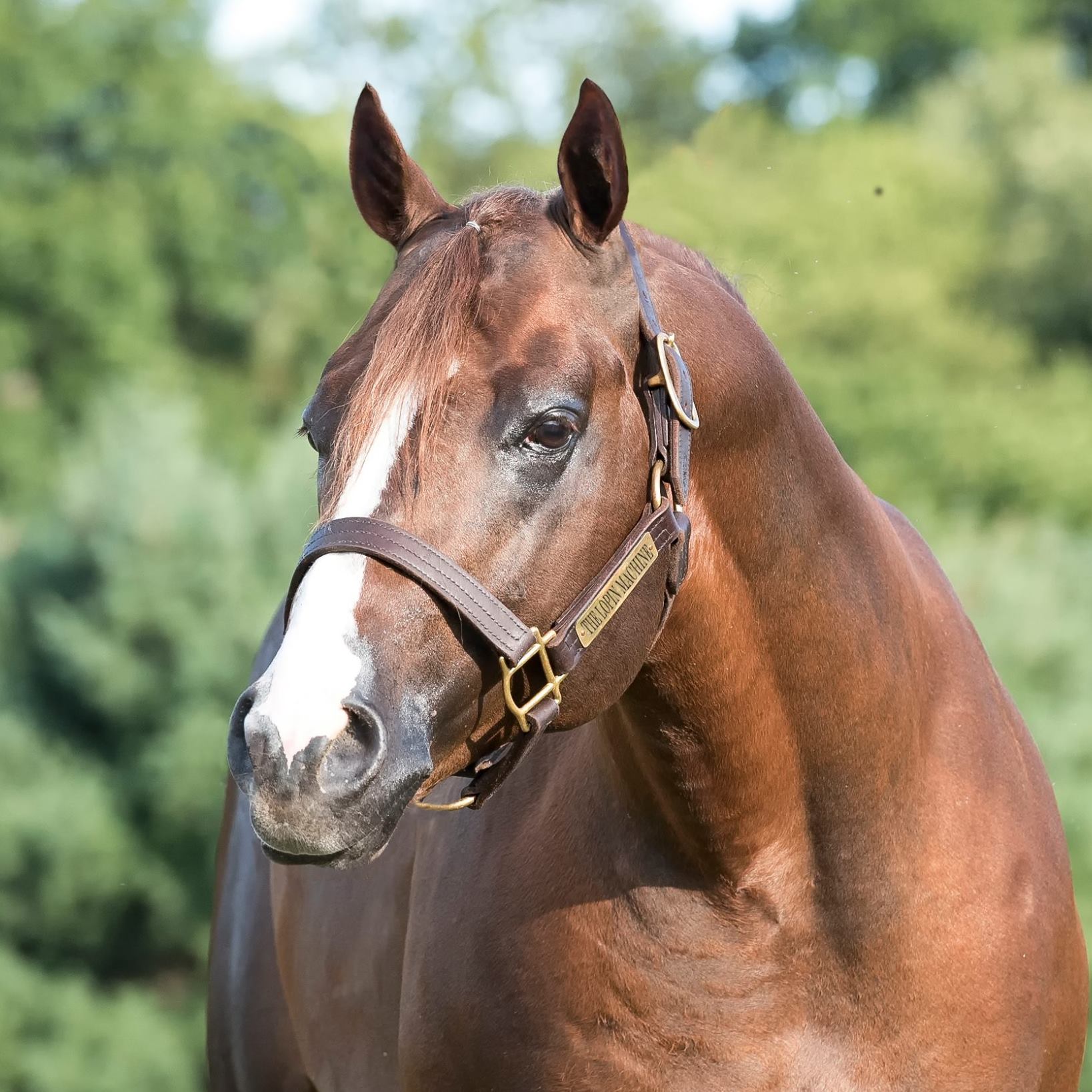 The Lopin Machine, AQHA Stallion