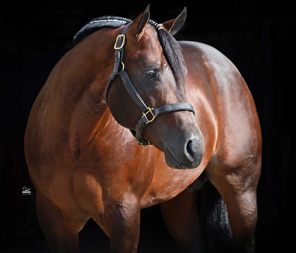 Gun-Smokke Gun Smokke