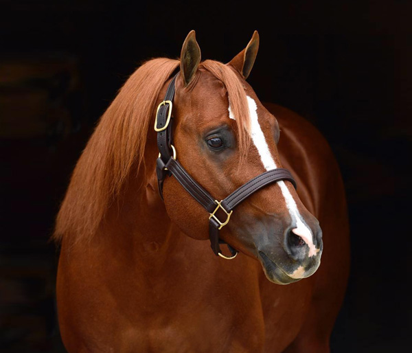 How Bout This Cowboy