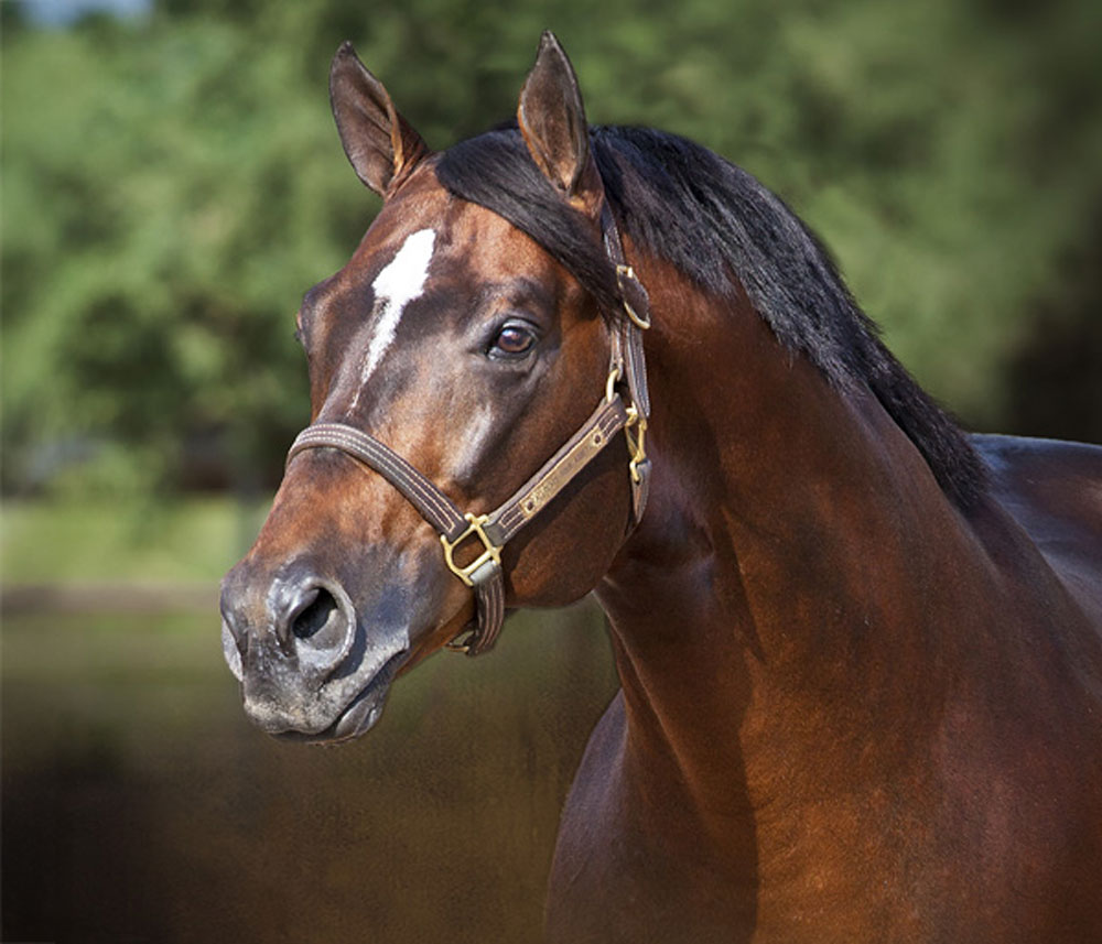 Allocate Your Assets