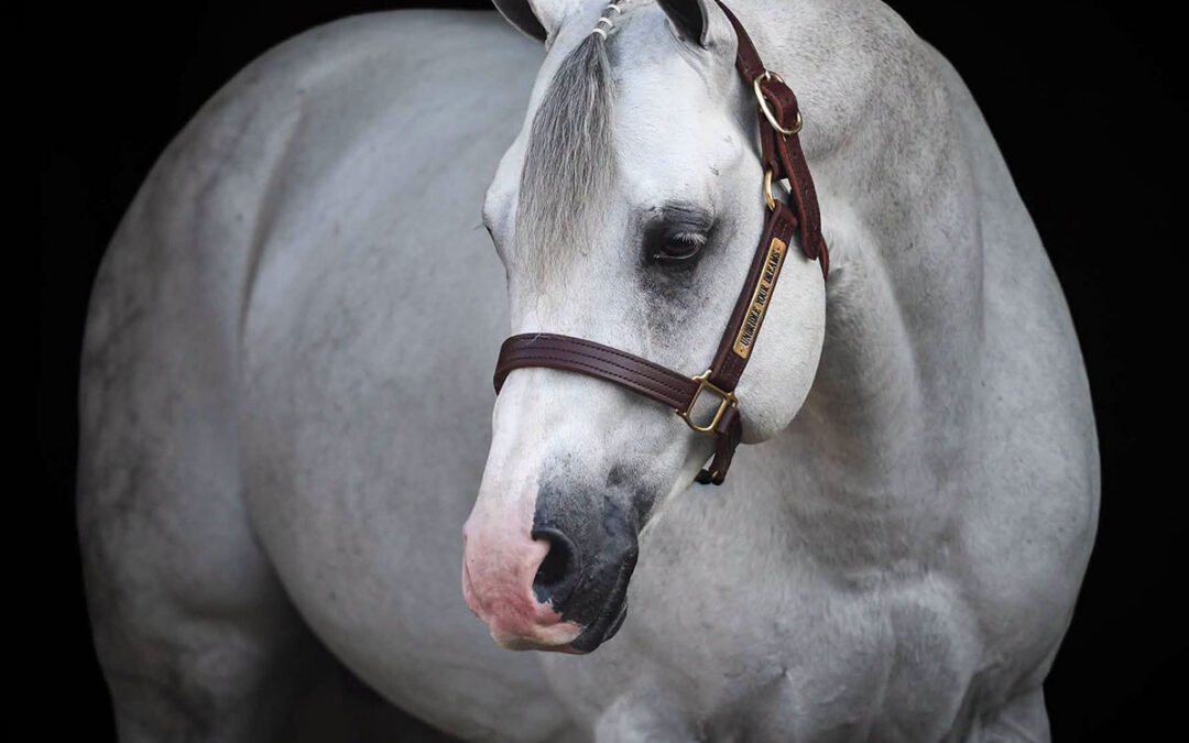 Unbridle Your Dreams