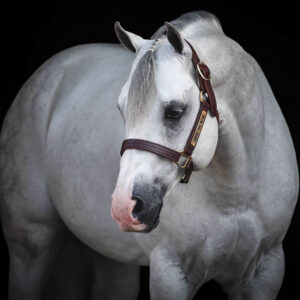 Unbridle Your Dreams