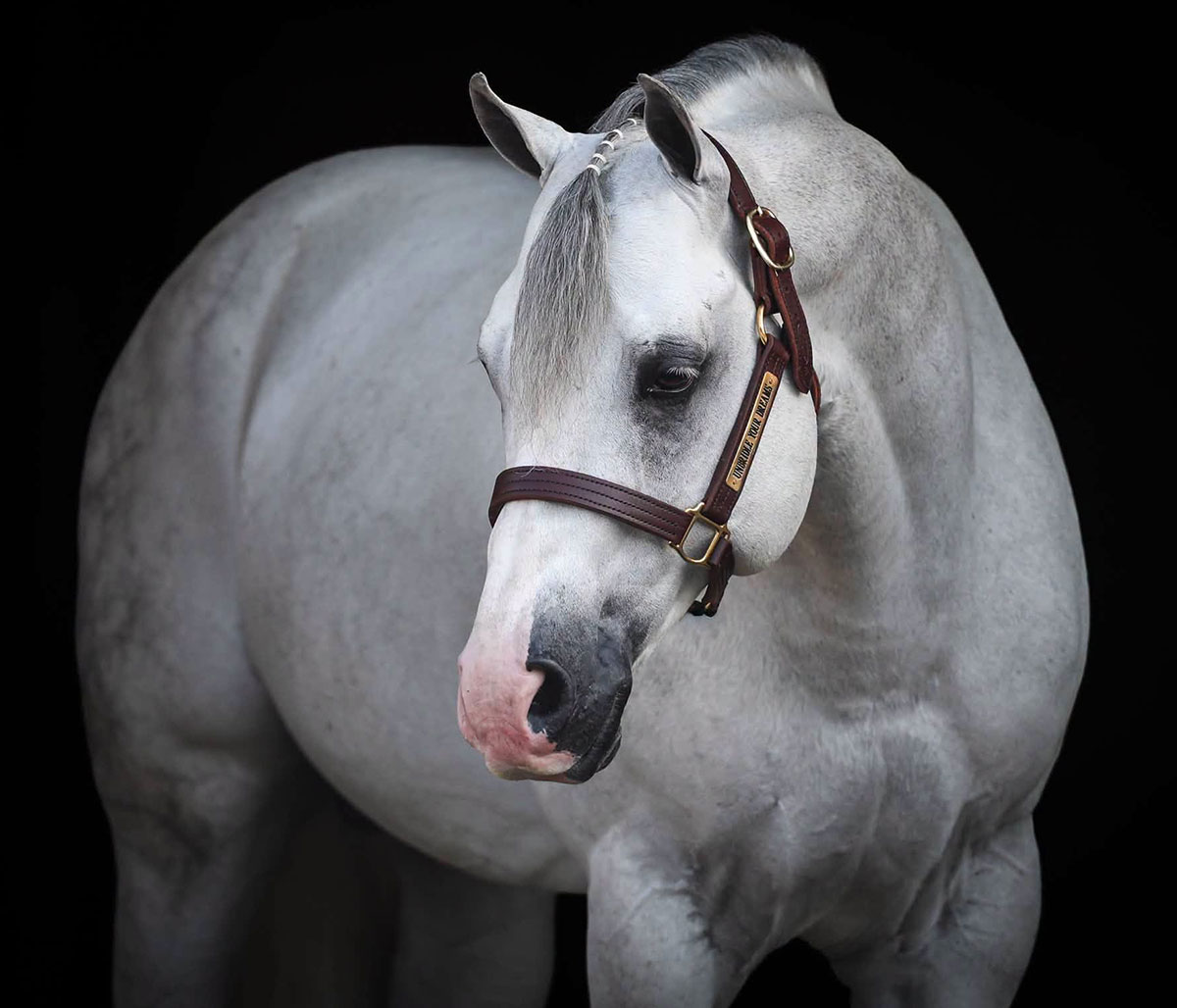 Unbridle Your Dreams