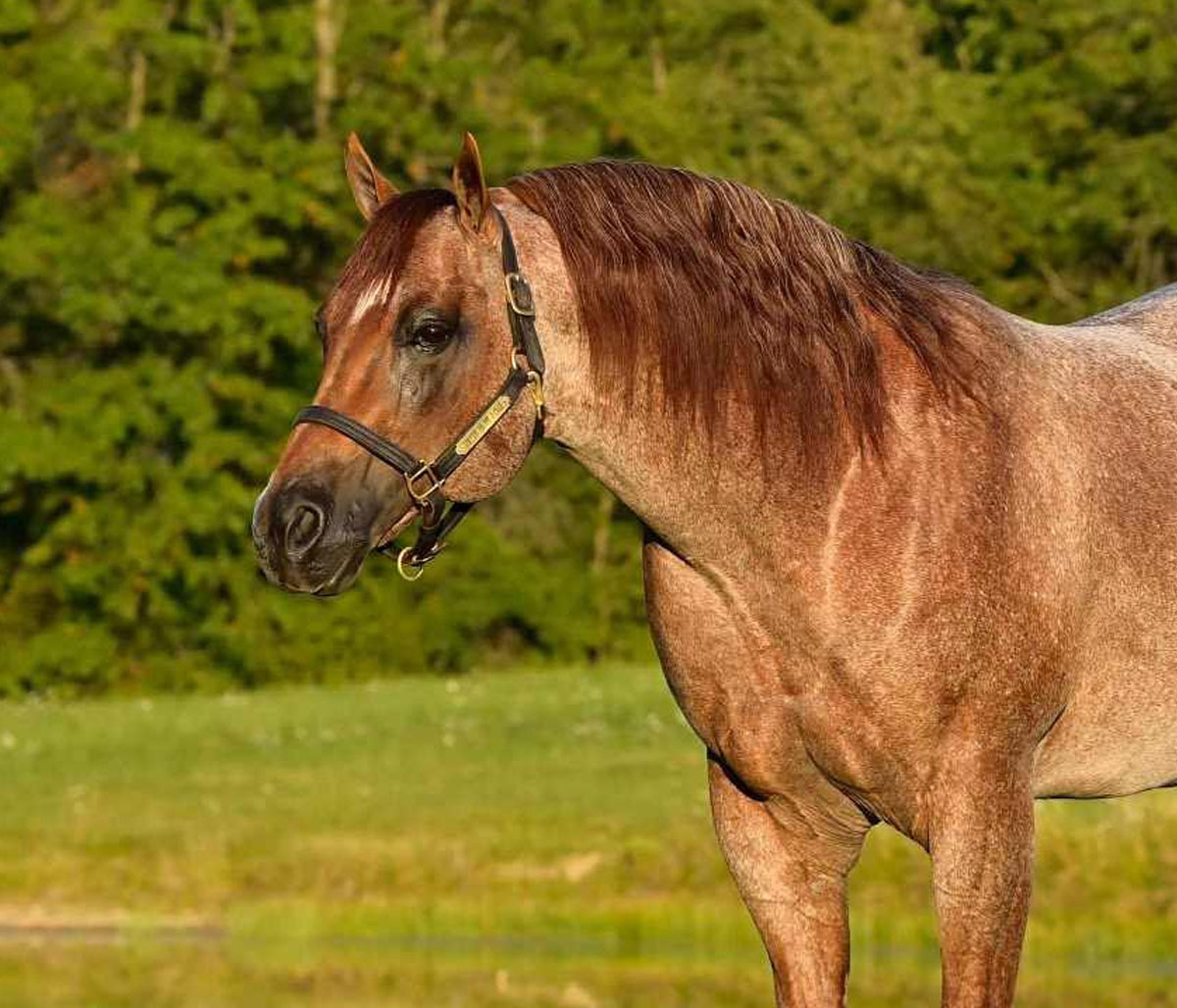 Strutin On The Range
