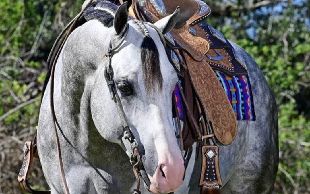 Unbridle Your Dreams