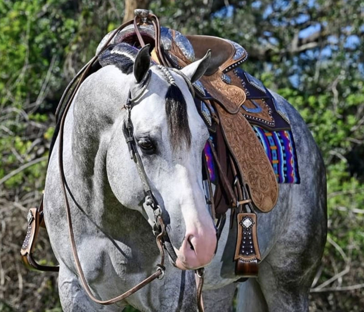 Unbridle Your Dreams