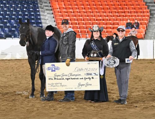 The All American Quarter Horse Congress – Non Pro Yearling Longe Line English